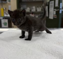 Shelter Stray Male Cat last seen N Livermore Avenue, LIVERMORE, CA, 94551, Oakland, CA 94621