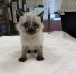 Shelter Stray Male Cat last seen N Livermore Avenue, LIVERMORE, CA, 94551, Oakland, CA 94621