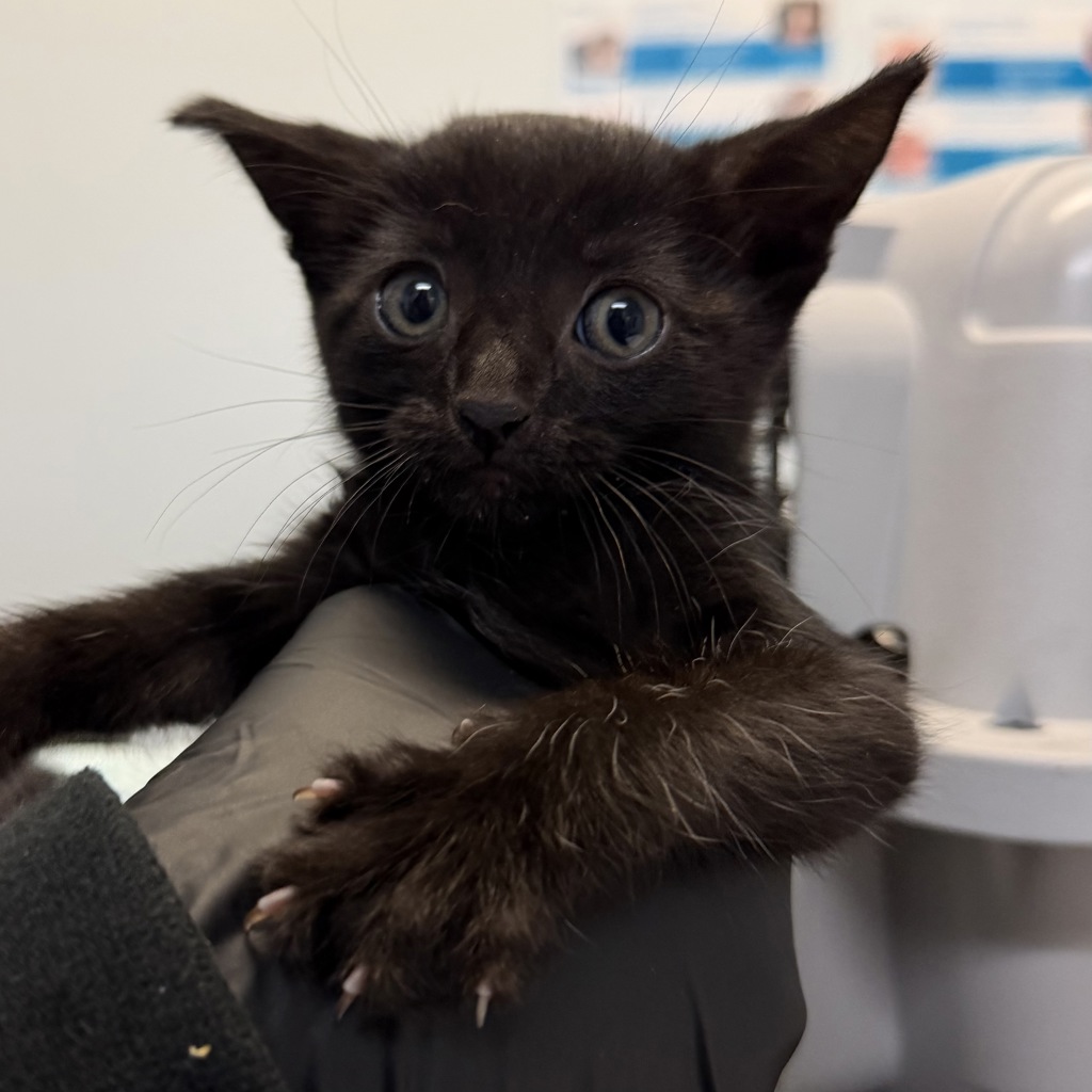 Shelter Stray Female Cat last seen Near Cervantes Avenue, San Diego, CA, 92113, San Diego, CA 92110