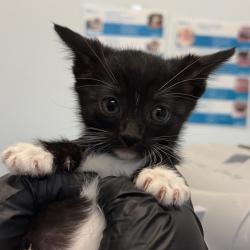 Shelter Stray Female Cat last seen Near Cervantes Avenue, San Diego, CA, 92113, San Diego, CA 92110