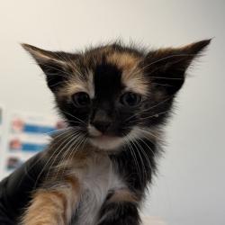 Shelter Stray Female Cat last seen Near Cervantes Avenue, San Diego, CA, 92113, San Diego, CA 92110