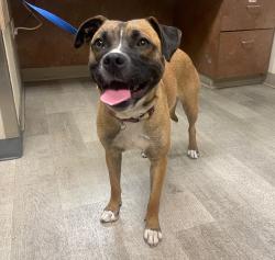 Shelter Stray Female Dog last seen Boston Avenue, San Diego, CA, 92113, San Diego, CA 92110