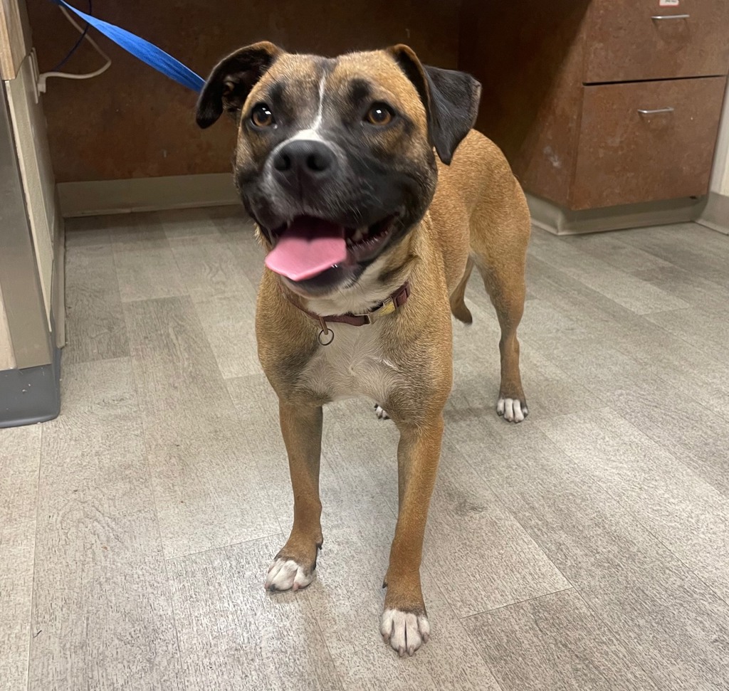 Shelter Stray Female Dog last seen Boston Avenue, San Diego, CA, 92113, San Diego, CA 92110