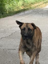 Found/Stray Unknown Dog last seen Burleson Retta Road, Burleson, TX 76028