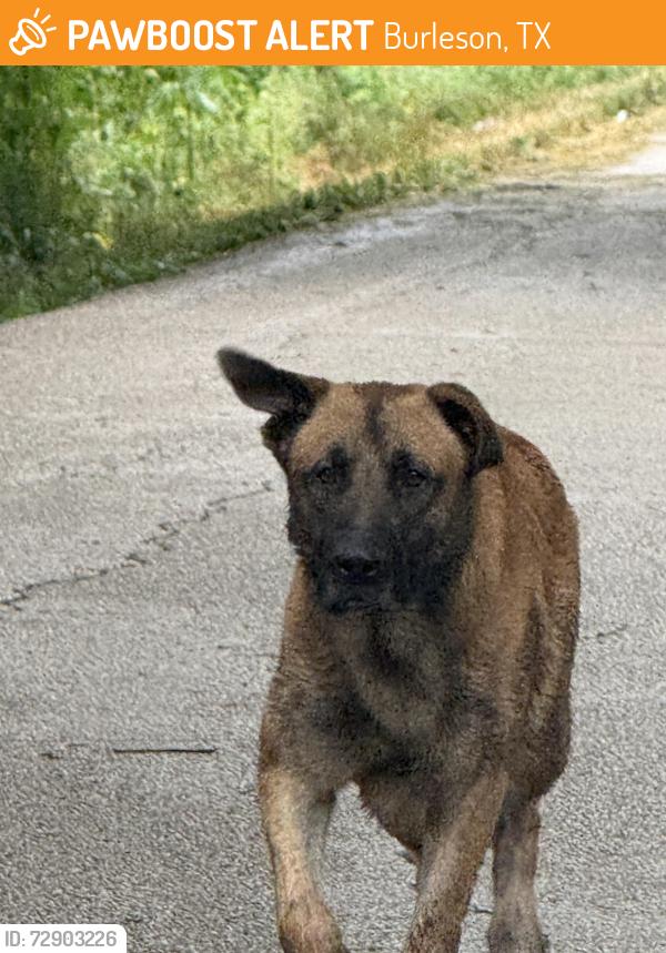Found/Stray Unknown Dog last seen Burleson Retta Road, Burleson, TX 76028