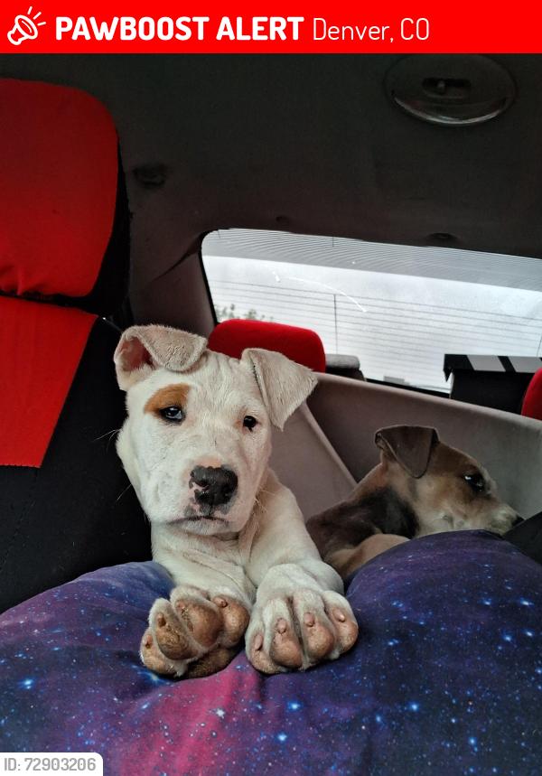 Lost Female Dog last seen 46th g st near DAVEY, Denver, CO 80216