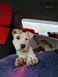 Lost Female Dog last seen 46th g st near DAVEY, Denver, CO 80216