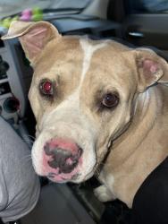 Found/Stray Female Dog last seen 64th and Dayton , Denver, CO 80216