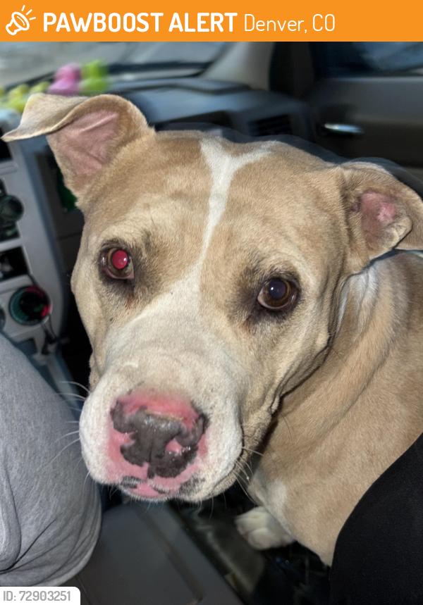 Found/Stray Female Dog last seen 64th and Dayton , Denver, CO 80216