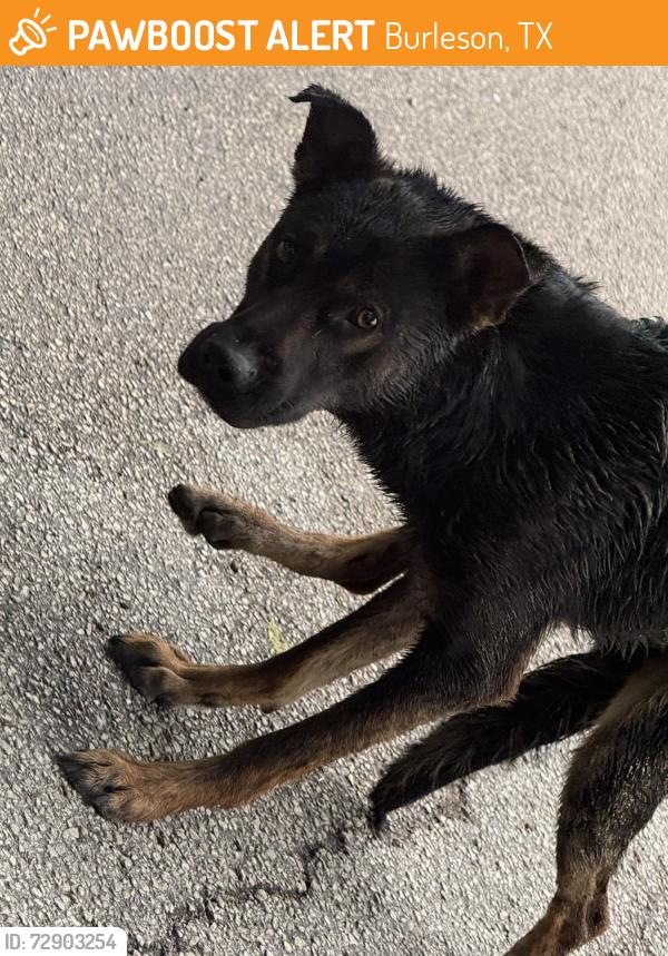 Found/Stray Unknown Dog last seen Burleson Retta Road, Burleson, TX 76028