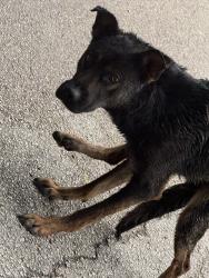 Found/Stray Unknown Dog last seen Burleson Retta Road, Burleson, TX 76028