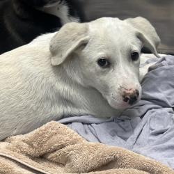Shelter Stray Female Dog last seen , Memphis, TN 38133