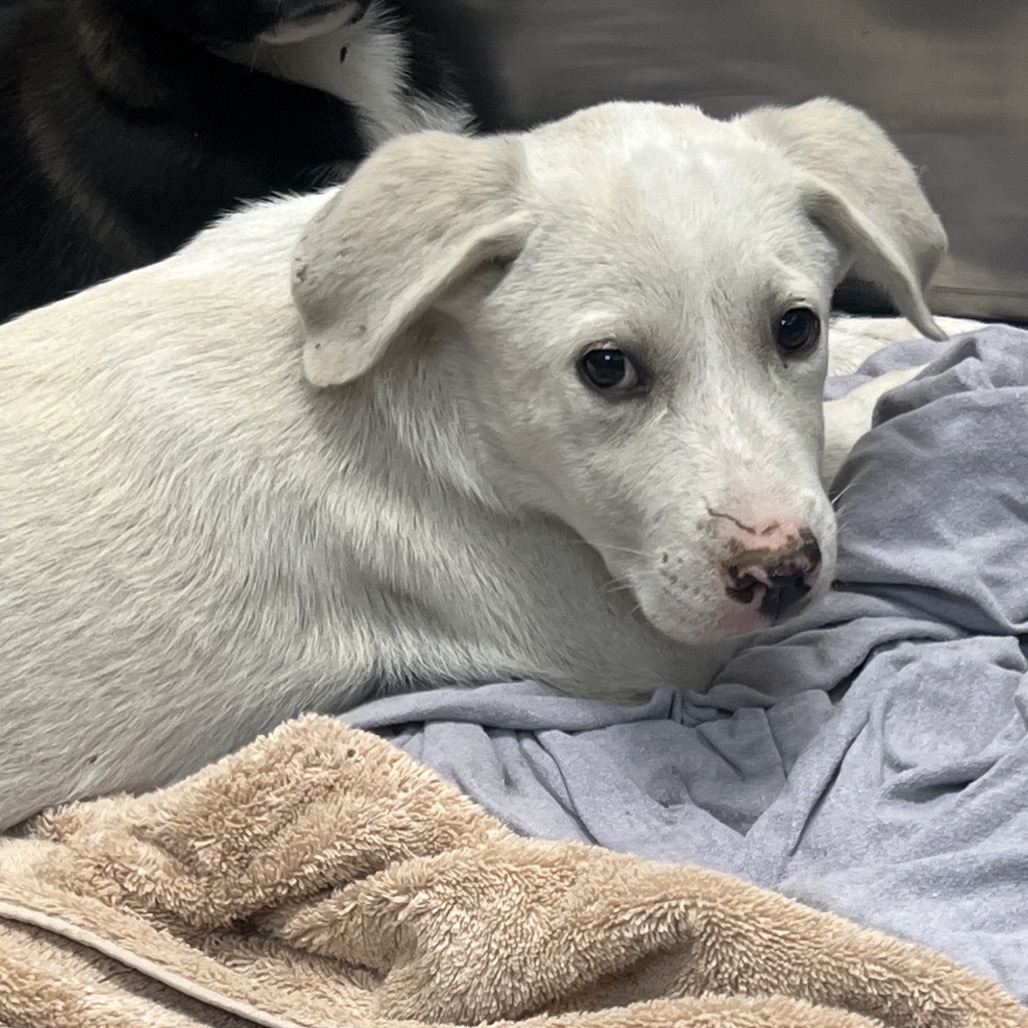 Shelter Stray Female Dog last seen , Memphis, TN 38133