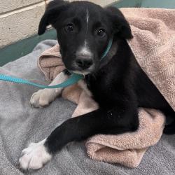 Shelter Stray Male Dog last seen , Memphis, TN 38133