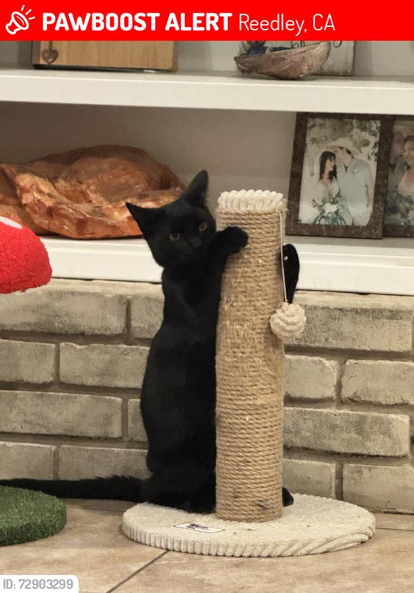 Lost Male Cat last seen Palmvillage, Reedley, CA 93654