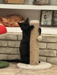 Lost Male Cat last seen Palmvillage, Reedley, CA 93654