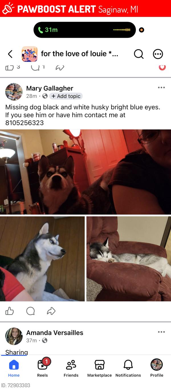 Lost Male Dog last seen Cherry, Saginaw, MI 48601