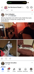 Lost Male Dog last seen Cherry, Saginaw, MI 48601