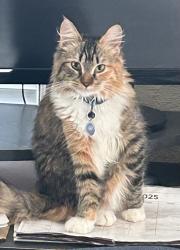 Lost Female Cat last seen 1st avenue south and flame dr, Pacheco, CA 94553