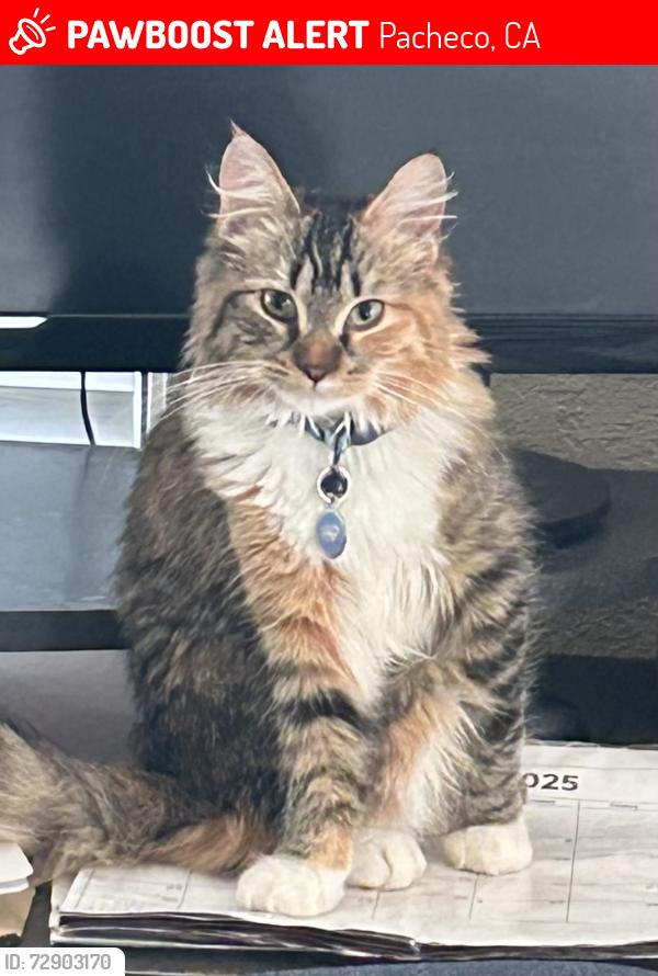 Lost Female Cat last seen 1st avenue south and flame dr, Pacheco, CA 94553
