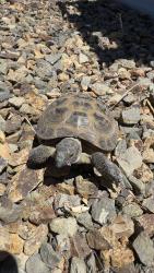 Found/Stray Unknown Reptile last seen Bermuda, Henderson, NV 89123