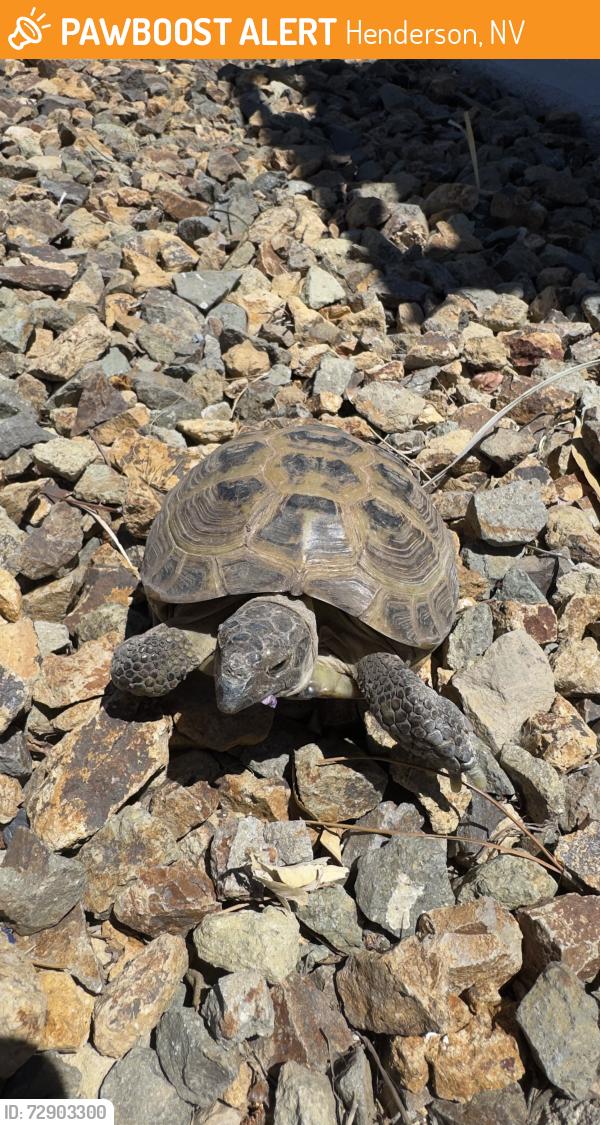 Found/Stray Unknown Reptile last seen Bermuda, Henderson, NV 89123