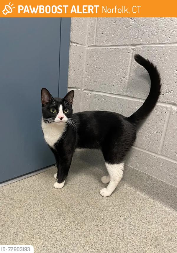 Found/Stray Male Cat last seen Hall Meadow farm, Norfolk, CT 06058