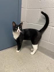 Found/Stray Male Cat last seen Hall Meadow farm , Norfolk, CT 06058