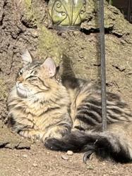 Reunited Male Cat last seen 140th to 145th and Courtland Place N, Seattle, WA 98133