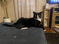Lost Male Cat last seen Burr Oak Road & Ashland Avenue, Homewood, IL 60430