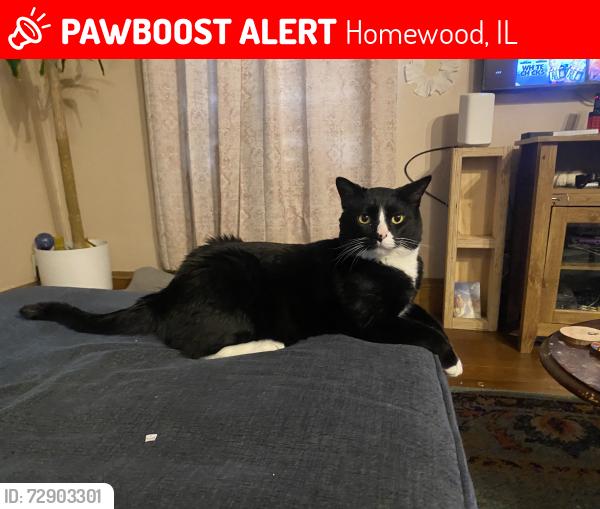 Lost Male Cat last seen Burr Oak Road & Ashland Avenue, Homewood, IL 60430