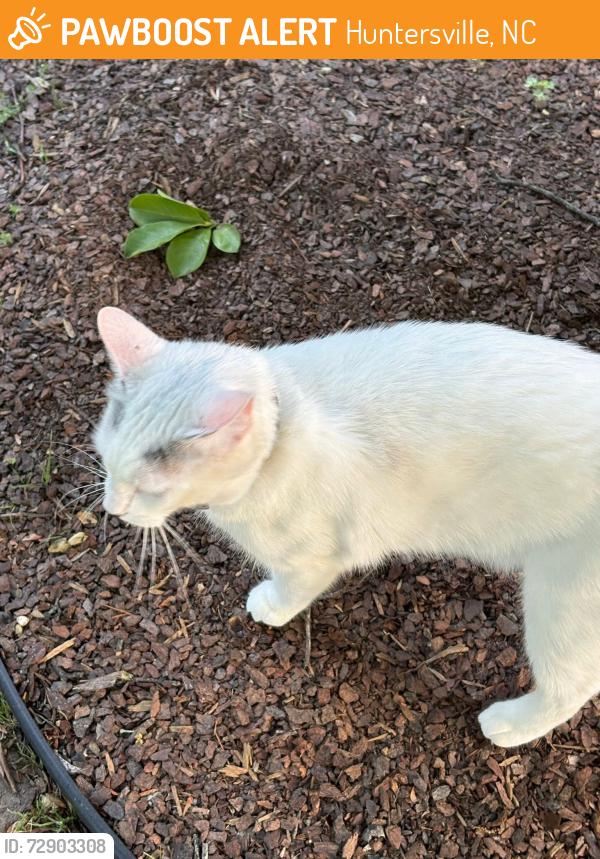 Found/Stray Unknown Cat last seen Henderson Park, Huntersville, NC 28078
