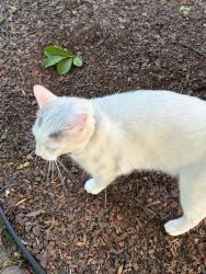 Found/Stray Unknown Cat last seen Henderson Park, Huntersville, NC 28078