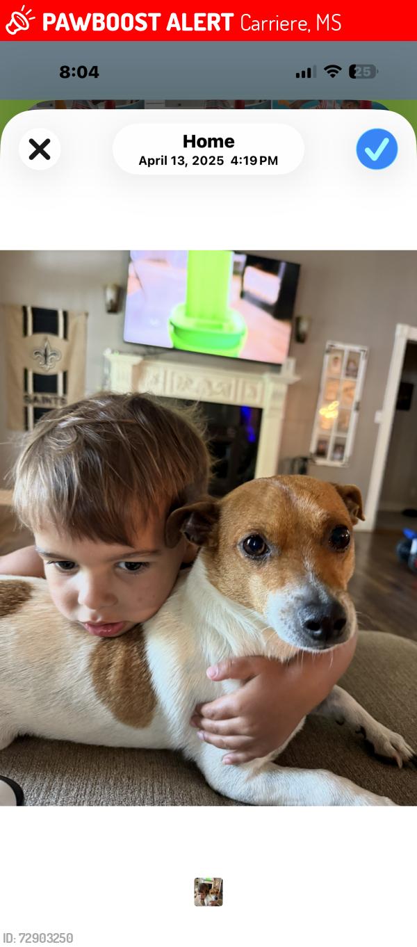 Lost Male Dog last seen Anchor Lake, Carriere, MS 39426