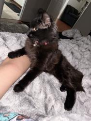 Lost Female Cat last seen Baldy mesa, Victorville, CA 92392
