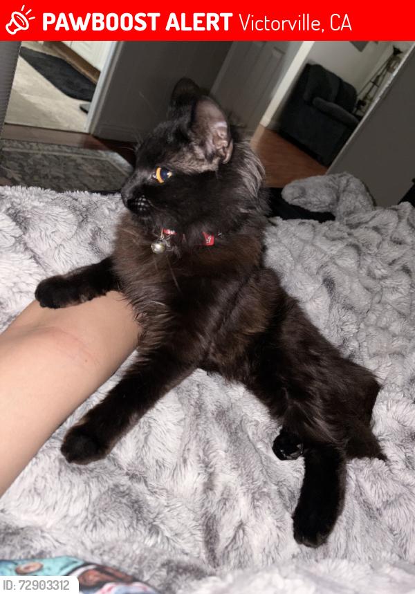 Lost Female Cat last seen Baldy mesa, Victorville, CA 92392