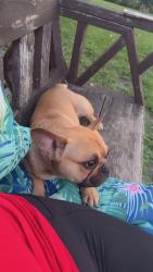 Reunited Male Dog last seen Near penland st, Dallas, TX 75224