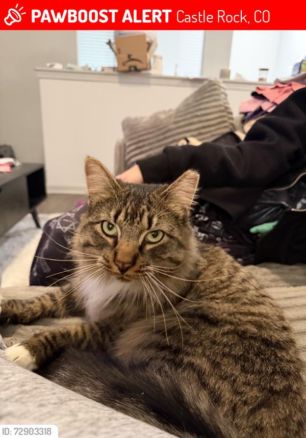 Lost Male Cat last seen Trails near the apmts, Castle Rock, CO 80109