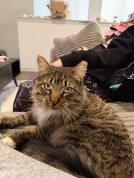 Lost Male Cat last seen Trails near the apmts, Castle Rock, CO 80109