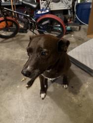 Reunited Female Dog last seen Richardson and 4th st , Lee's Summit, MO 64063
