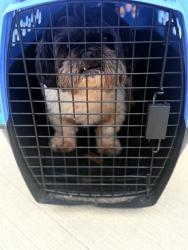 Found/Stray Unknown Dog last seen Claxter ct ne , Salem, OR 97301