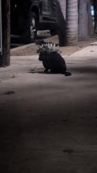 Found/Stray Unknown Cat last seen Behind Marina Del Rey Liquormart, Los Angeles, CA 90292