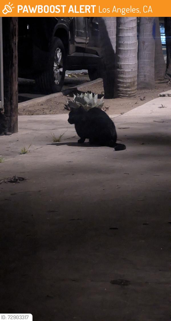 Found/Stray Unknown Cat last seen Behind Marina Del Rey Liquormart, Los Angeles, CA 90292