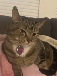 Lost Female Cat last seen Springwell loop in bay lake preserve , Orlando, FL 32808
