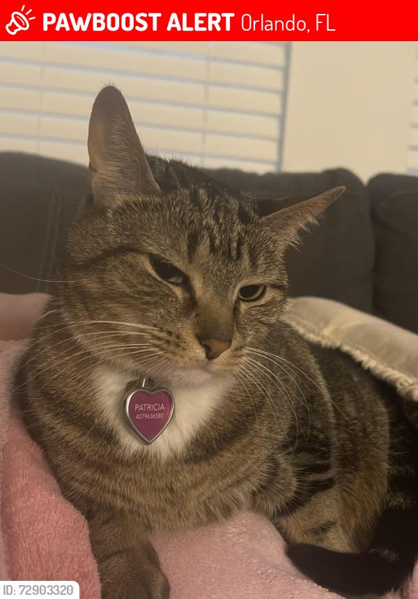 Lost Female Cat last seen Springwell loop in bay lake preserve, Orlando, FL 32808