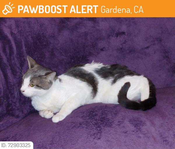 Found/Stray Male Cat last seen Orangewood, Gardena, CA 90247