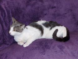 Found/Stray Male Cat last seen Orangewood, Gardena, CA 90247