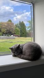 Lost Male Cat last seen Tisdall & 54th , Vancouver, BC V6P 1M3