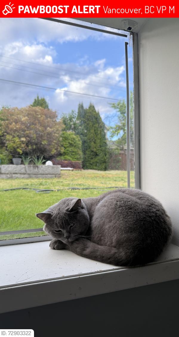Lost Male Cat last seen Tisdall & 54th , Vancouver, BC V6P 1M3
