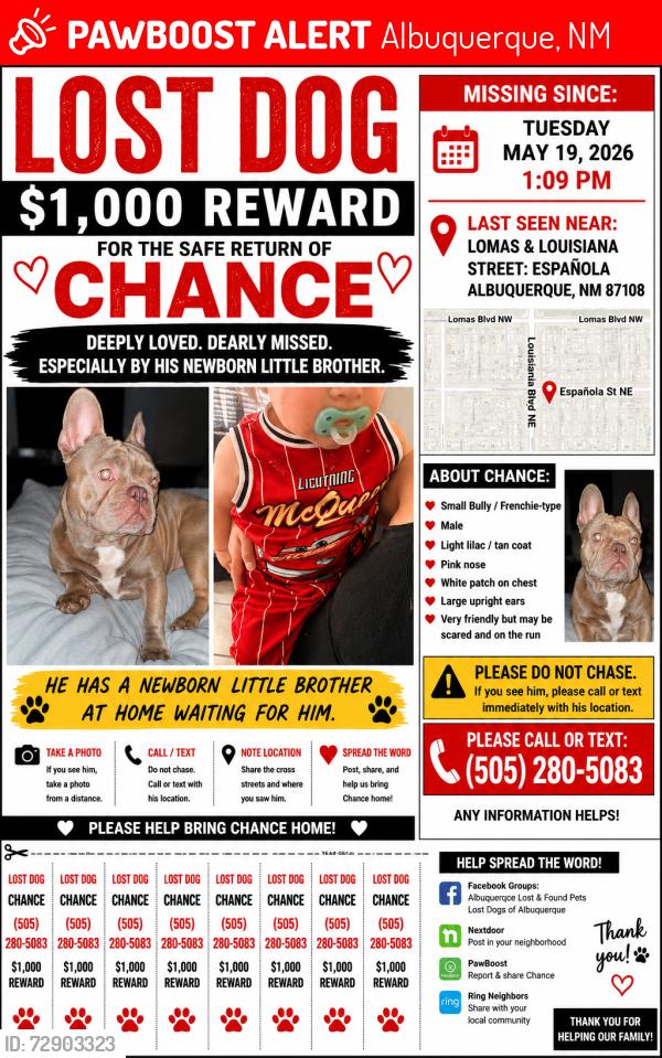 Lost Male Dog last seen Lomas and Louisiana , Albuquerque, NM 87110